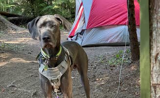 Angel G.'s photo of camping with pets at Little Crater Lake near Mt. Hood National Forest