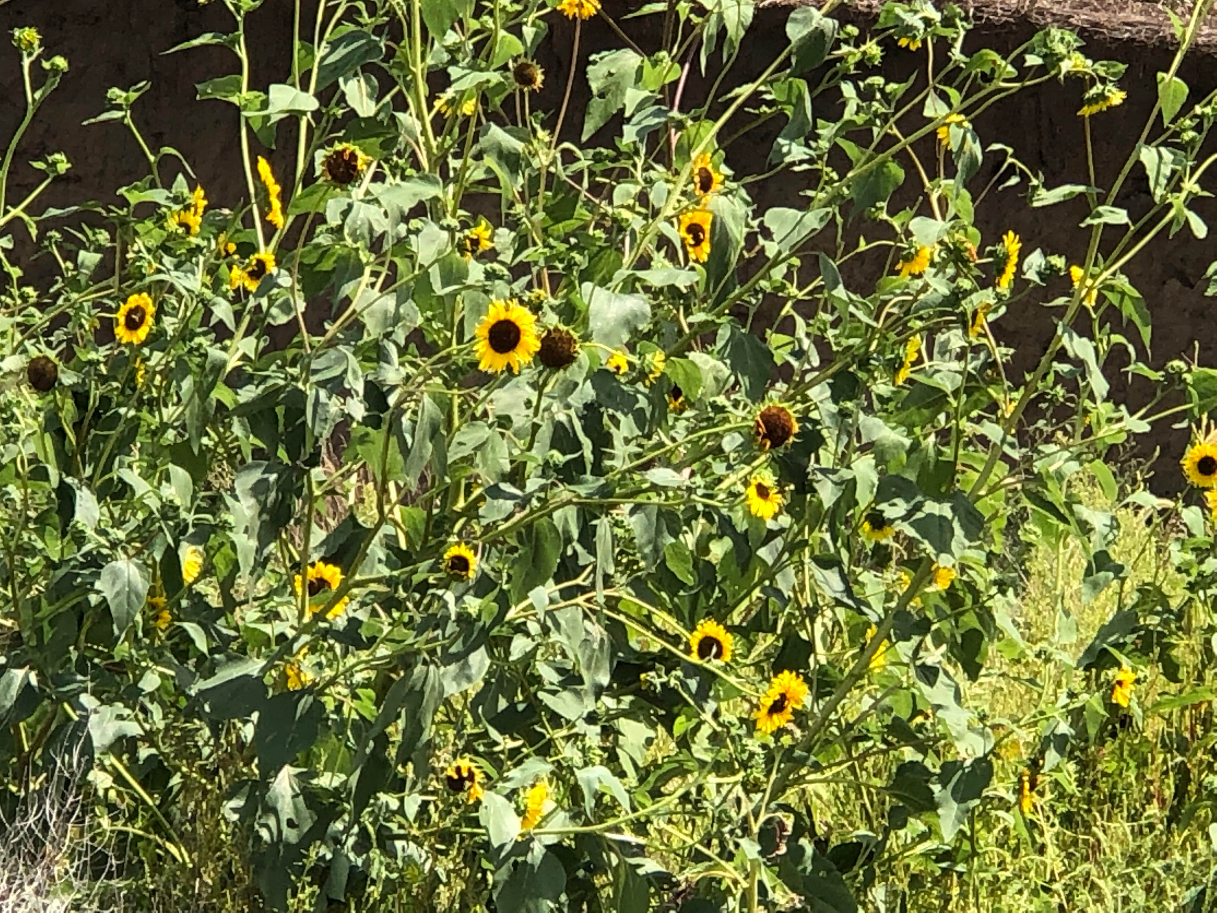 Camper-submitted photo at Cedar Point near Alma, NE