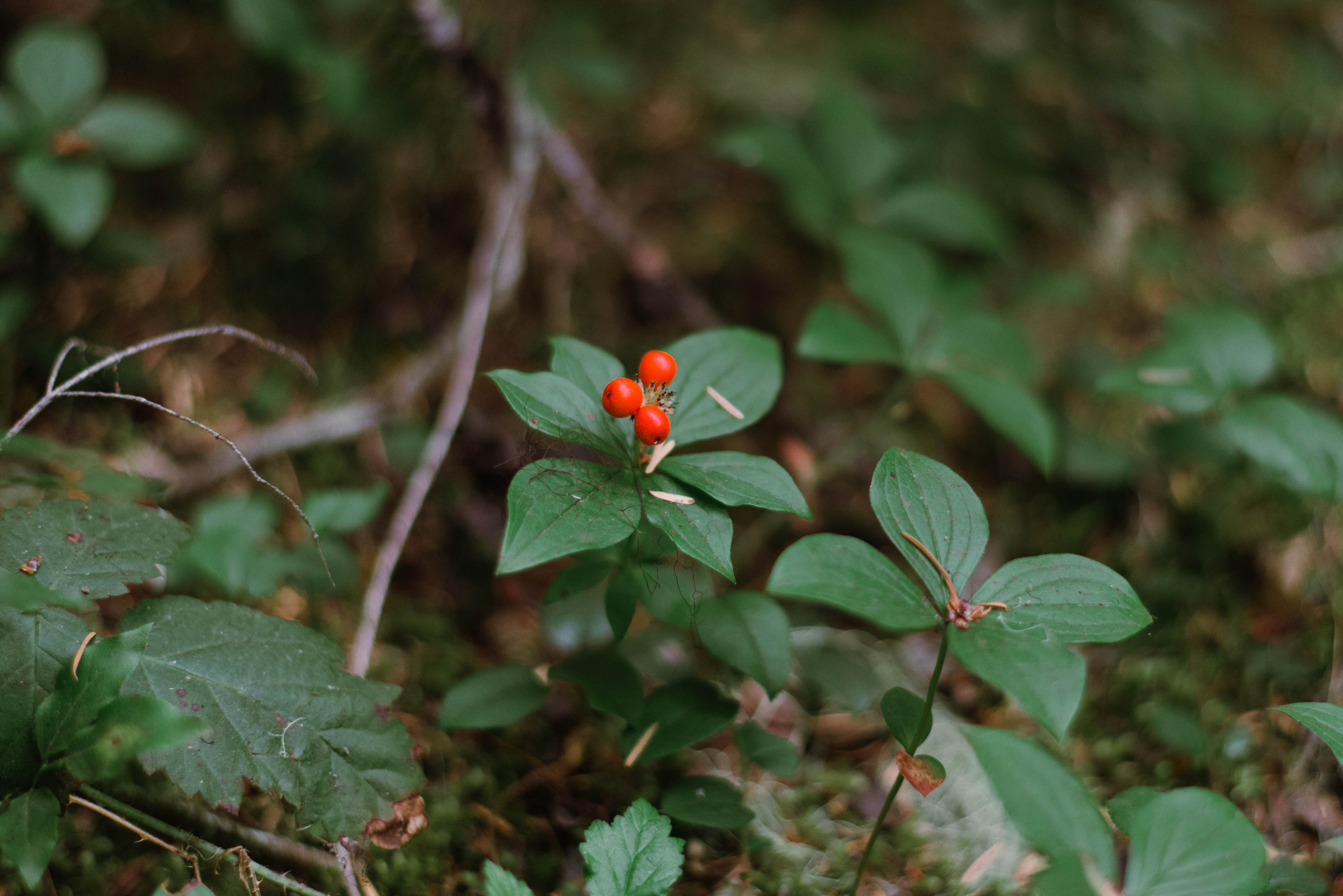 Camping near Joe Graham Horse Campground: The Cove (Timothy Lake) Day-Use, Mt. Hood National Forest, Oregon