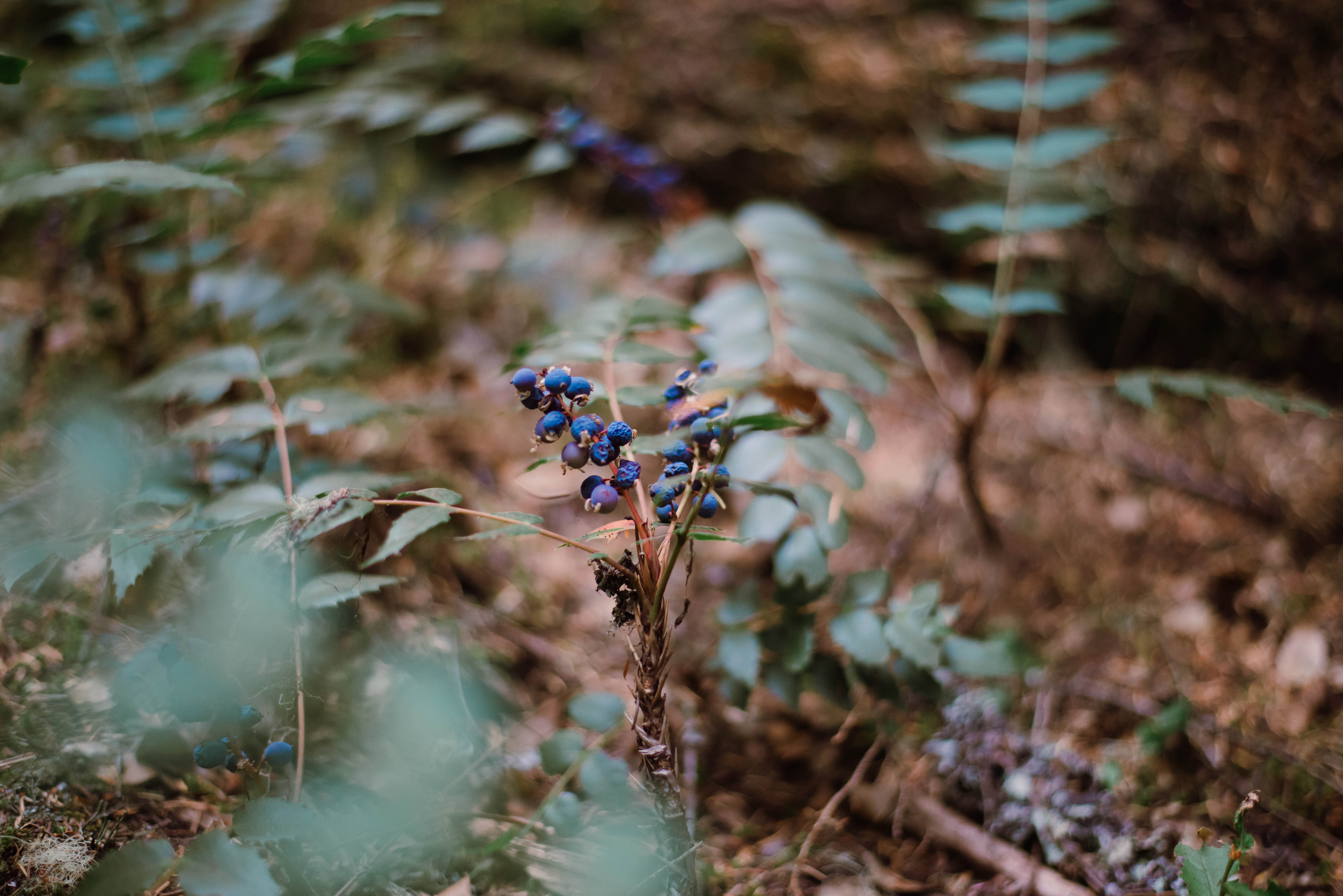 Camper-submitted photo at The Cove (Timothy Lake) Day-Use near Mt. Hood National Forest