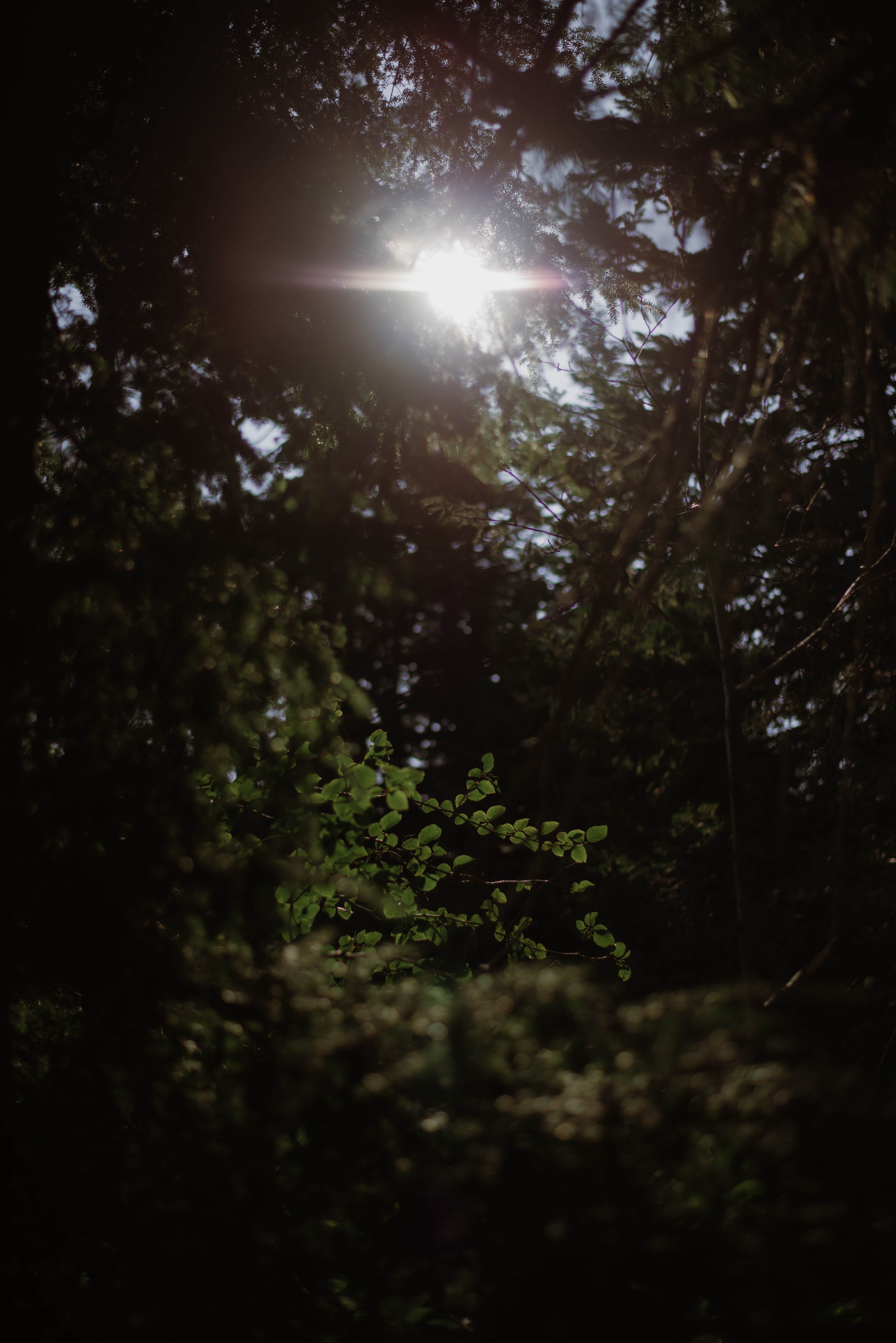Camper-submitted photo at The Cove (Timothy Lake) Day-Use near Mt. Hood National Forest
