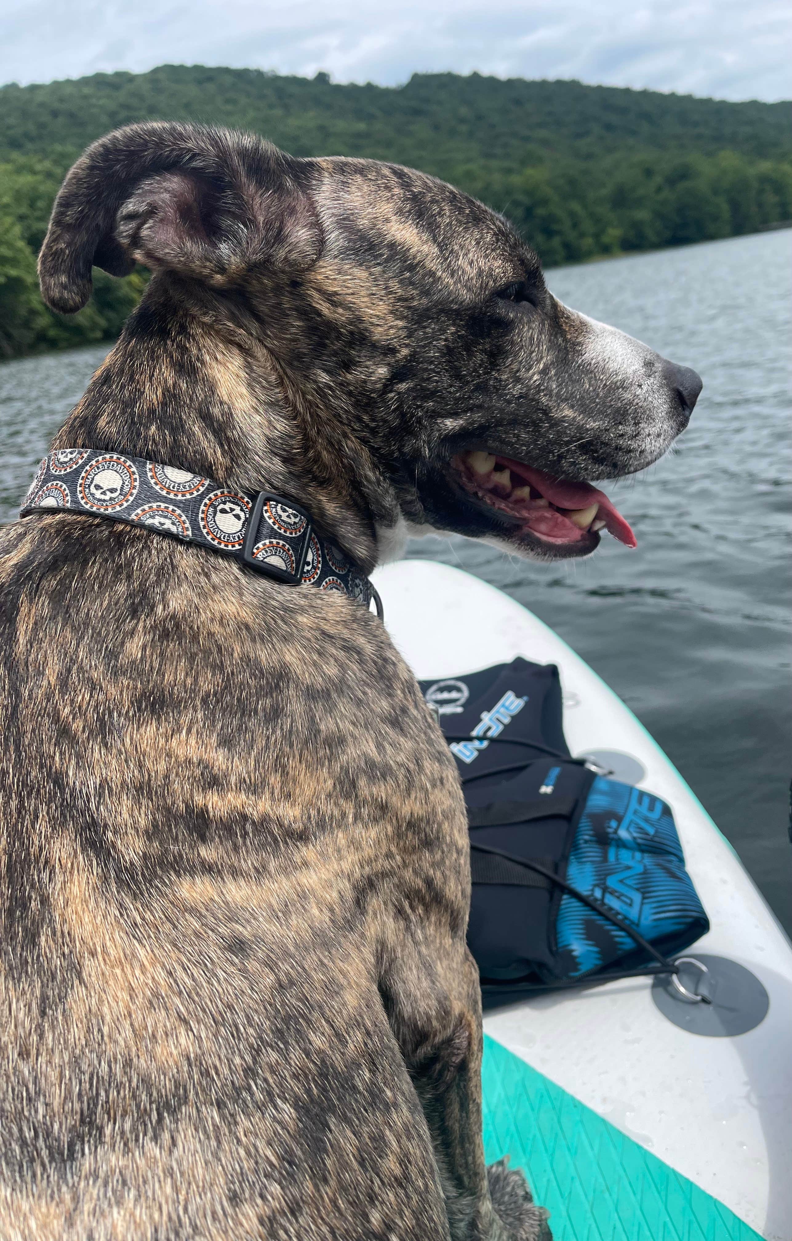 Dawn R.'s photo of camping with pets at Locust Lake State Park Campground near Muir, PA