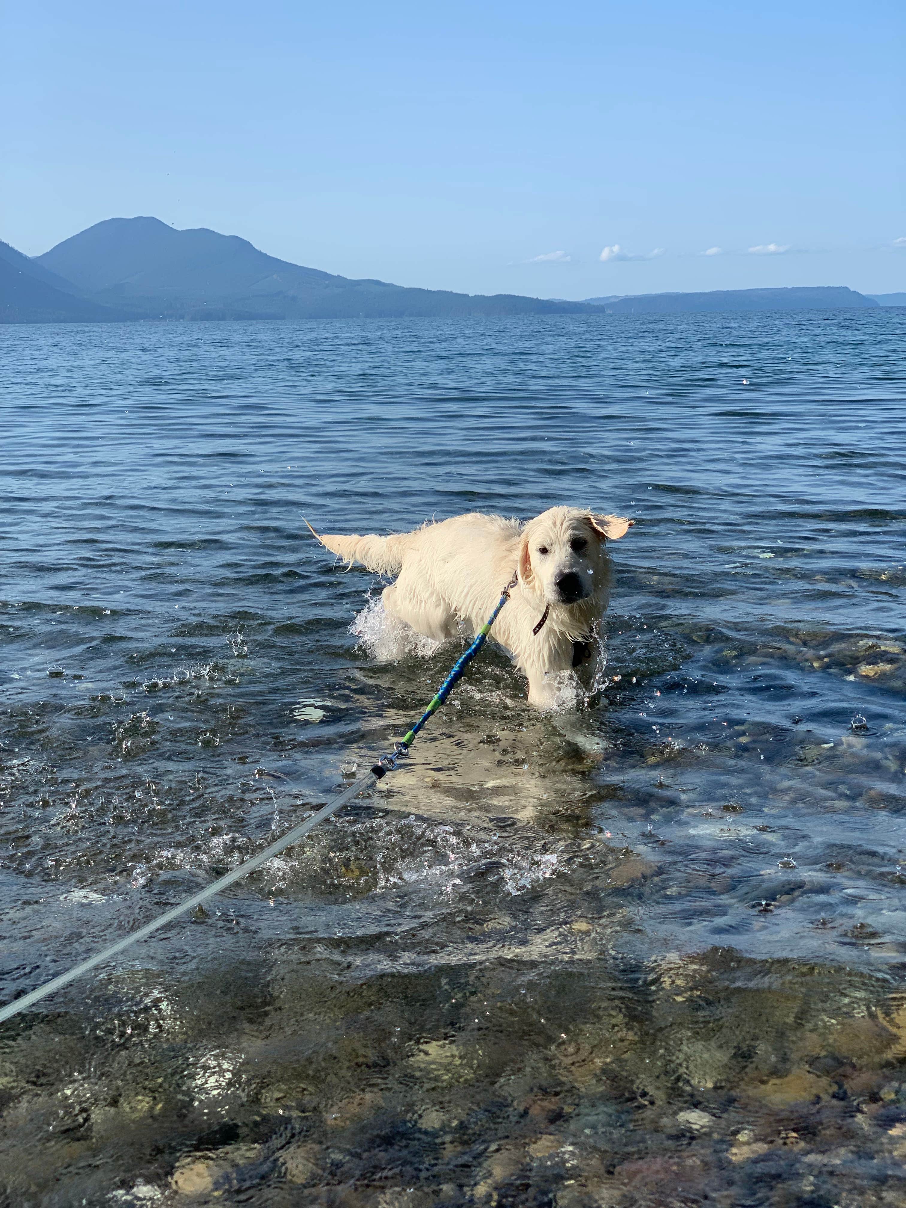 lindsay's photo of camping with pets at Scenic Beach State Park Campground near Lake Forest Park, WA