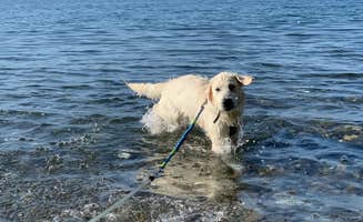 lindsay's photo of camping with pets at Scenic Beach State Park Campground near Silverdale, WA
