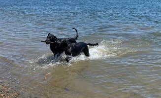 Tina M.'s photo of camping with pets at Horn Rapids RV Resort near Richland, WA