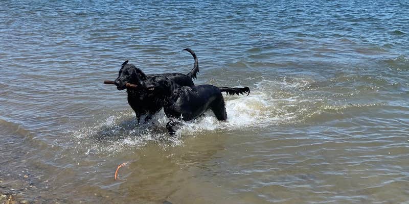 Camper submitted image from Horn Rapids RV Resort