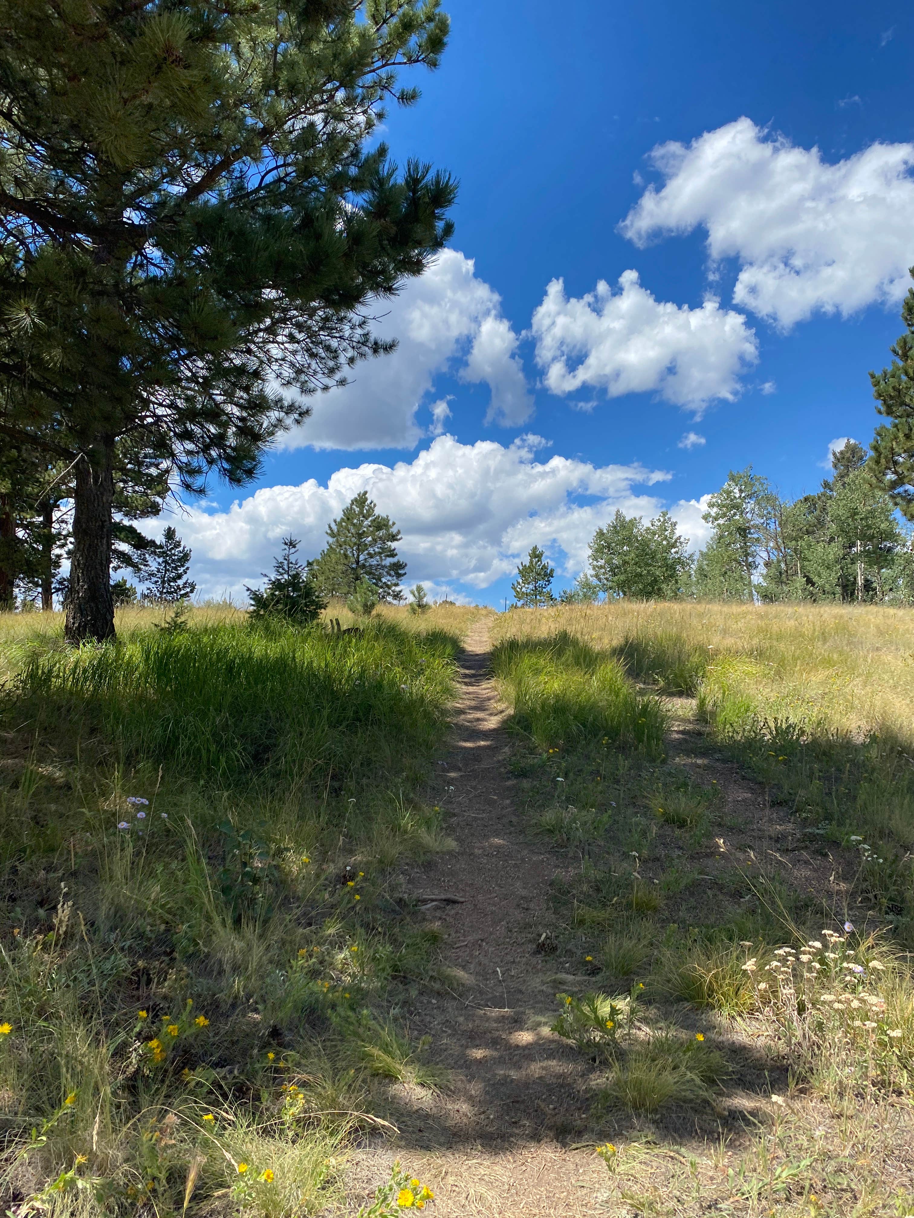 C A.'s photo of a dispersed camping area at Cascade-Chipita Park/Woodland Park near Pueblo, CO