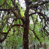 Review photo of Graves Creek Campground — Olympic National Park by Don , August 24, 2021