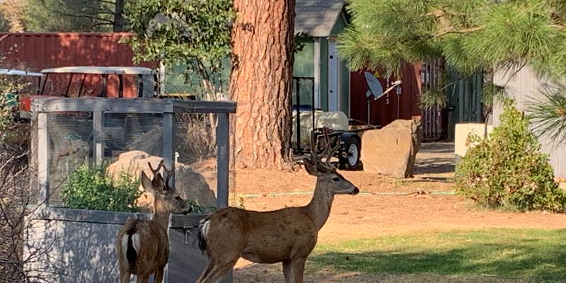 Camper submitted image from Cassel Campground