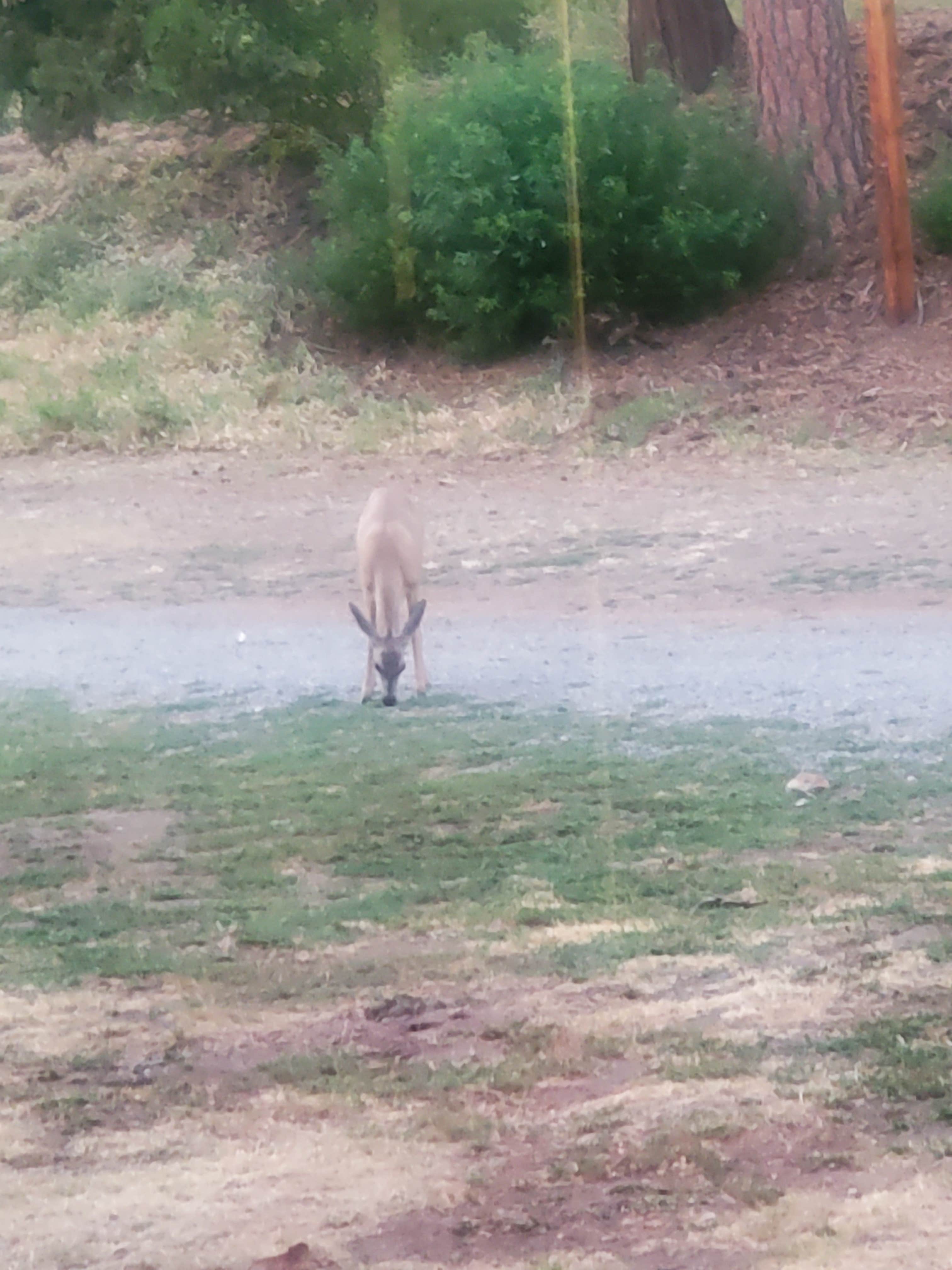 Camper-submitted photo at Nelson Falls RV Park near Sequoia & Kings Canyon National Parks