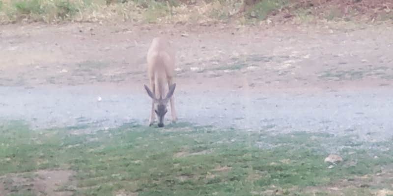 Camper submitted image from Nelson Falls RV Park