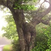 Review photo of Mt Pisgah Campground — Blue Ridge Parkway by Kelly G., August 25, 2021