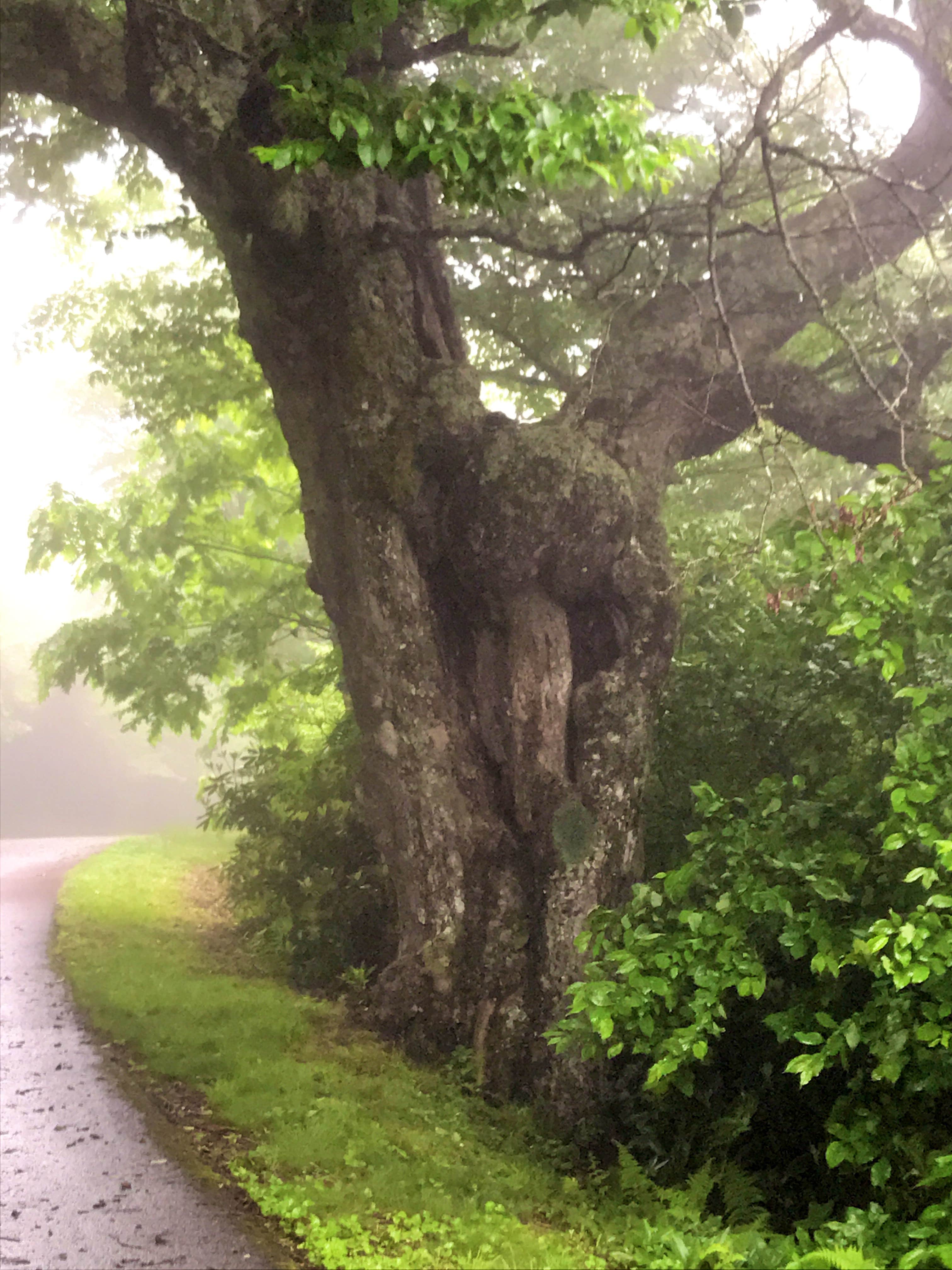 Camper submitted image from Mt Pisgah Campground — Blue Ridge Parkway - 1