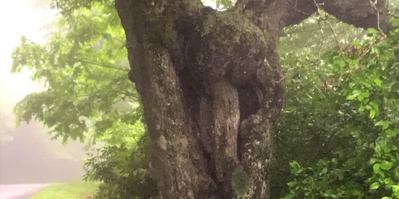 Camper submitted image from Mt Pisgah Campground — Blue Ridge Parkway