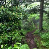 Review photo of Mt Pisgah Campground — Blue Ridge Parkway by Kelly G., August 25, 2021