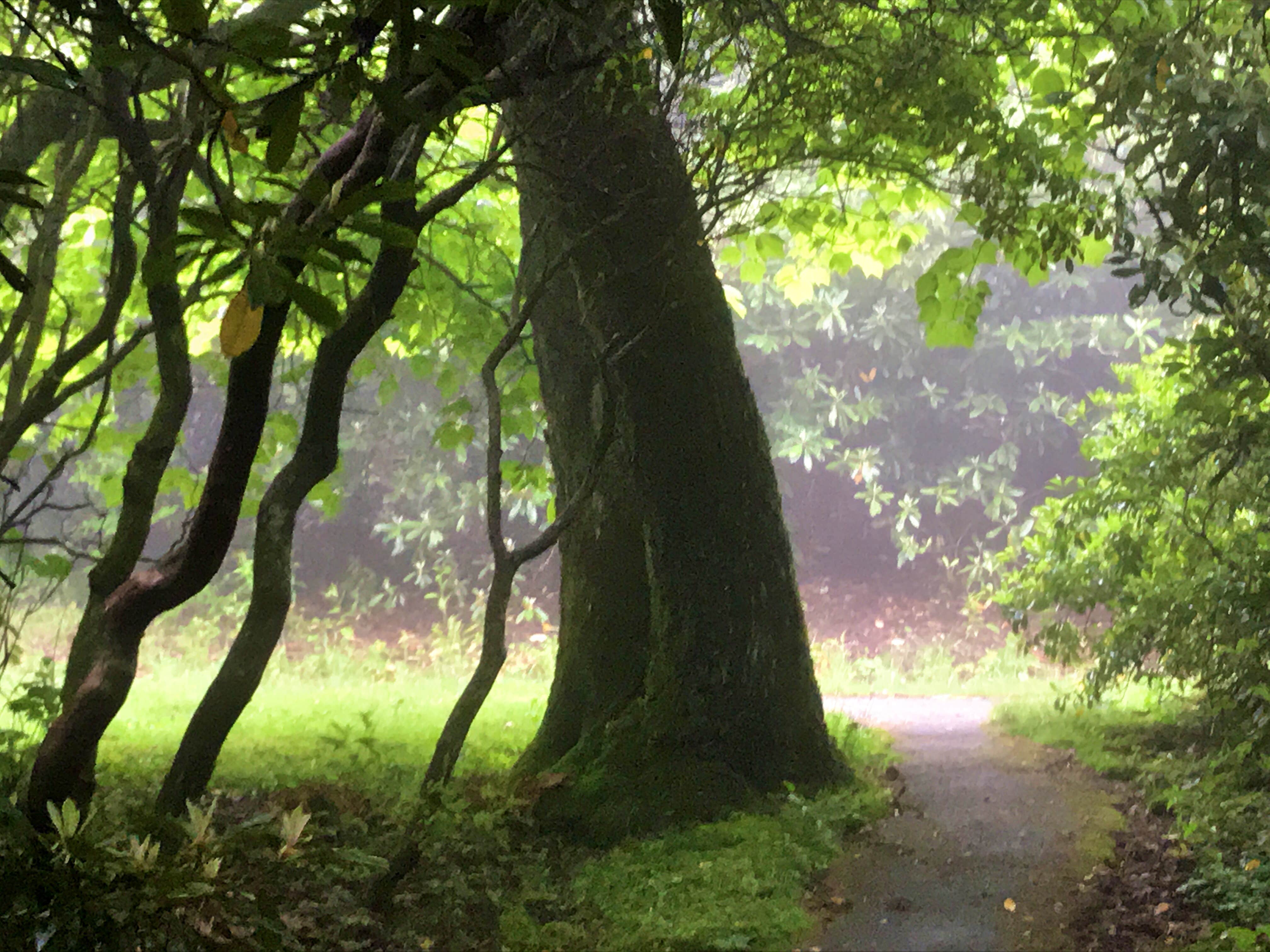 Camper submitted image from Mt Pisgah Campground — Blue Ridge Parkway - 3