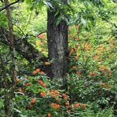 Review photo of Mt Pisgah Campground — Blue Ridge Parkway by Kelly G., August 25, 2021