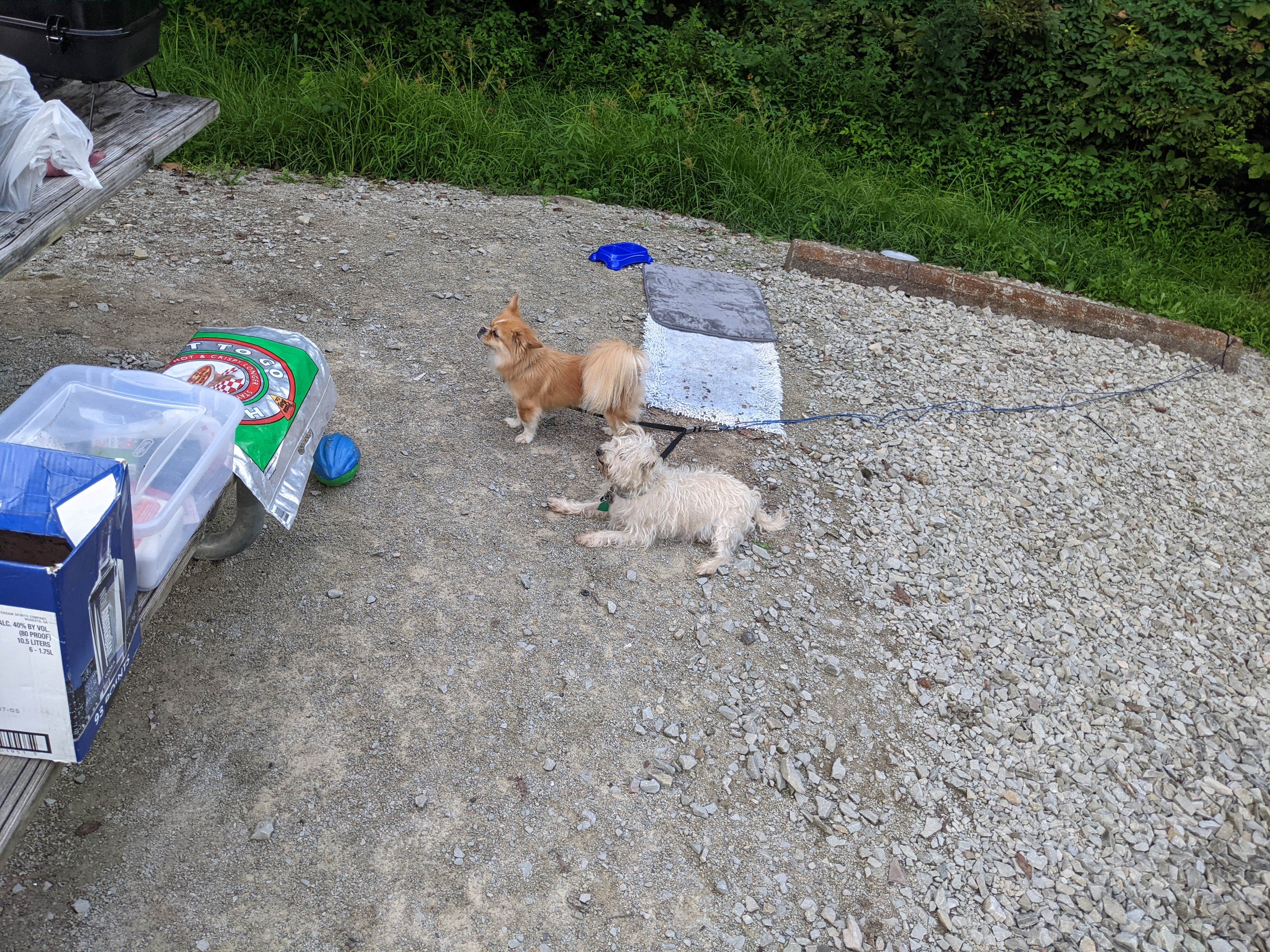 Joanne H.'s photo of camping with pets at Keystone State Park Campground near Hidden Valley, PA