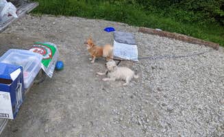 Joanne H.'s photo of camping with pets at Keystone State Park Campground near Gibsonia, PA