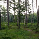 Review photo of Fullerton Recreation Area — Kisatchie National Forest by Paula W., June 20, 2018