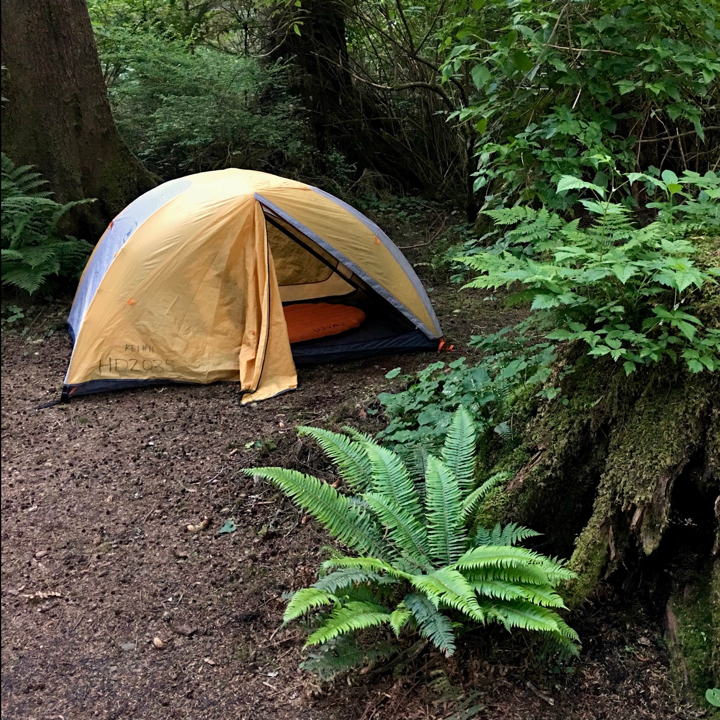 Mora Campground — Olympic National Park