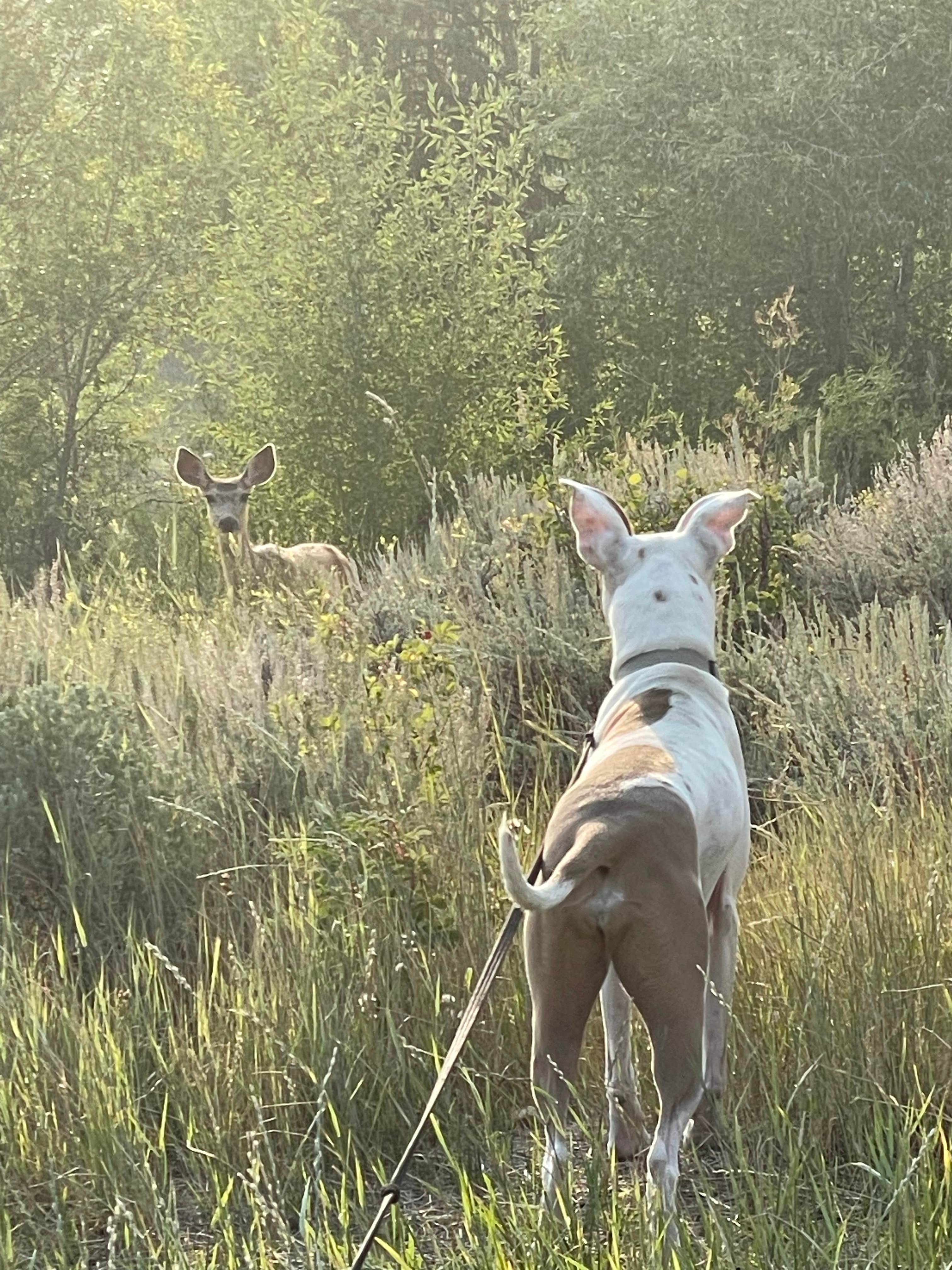 Kylee M.'s photo of camping with pets at Atherton Creek Campground near Moran, WY