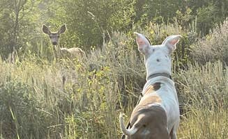 Kylee M.'s photo of camping with pets at Atherton Creek Campground near Moose, WY