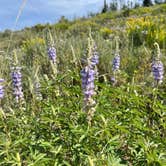 Review photo of Dutch Hill Campground — Steamboat Lake State Park by Momo S., August 26, 2021