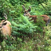 Review photo of Cape Alava Campground by Kelly G., August 26, 2021