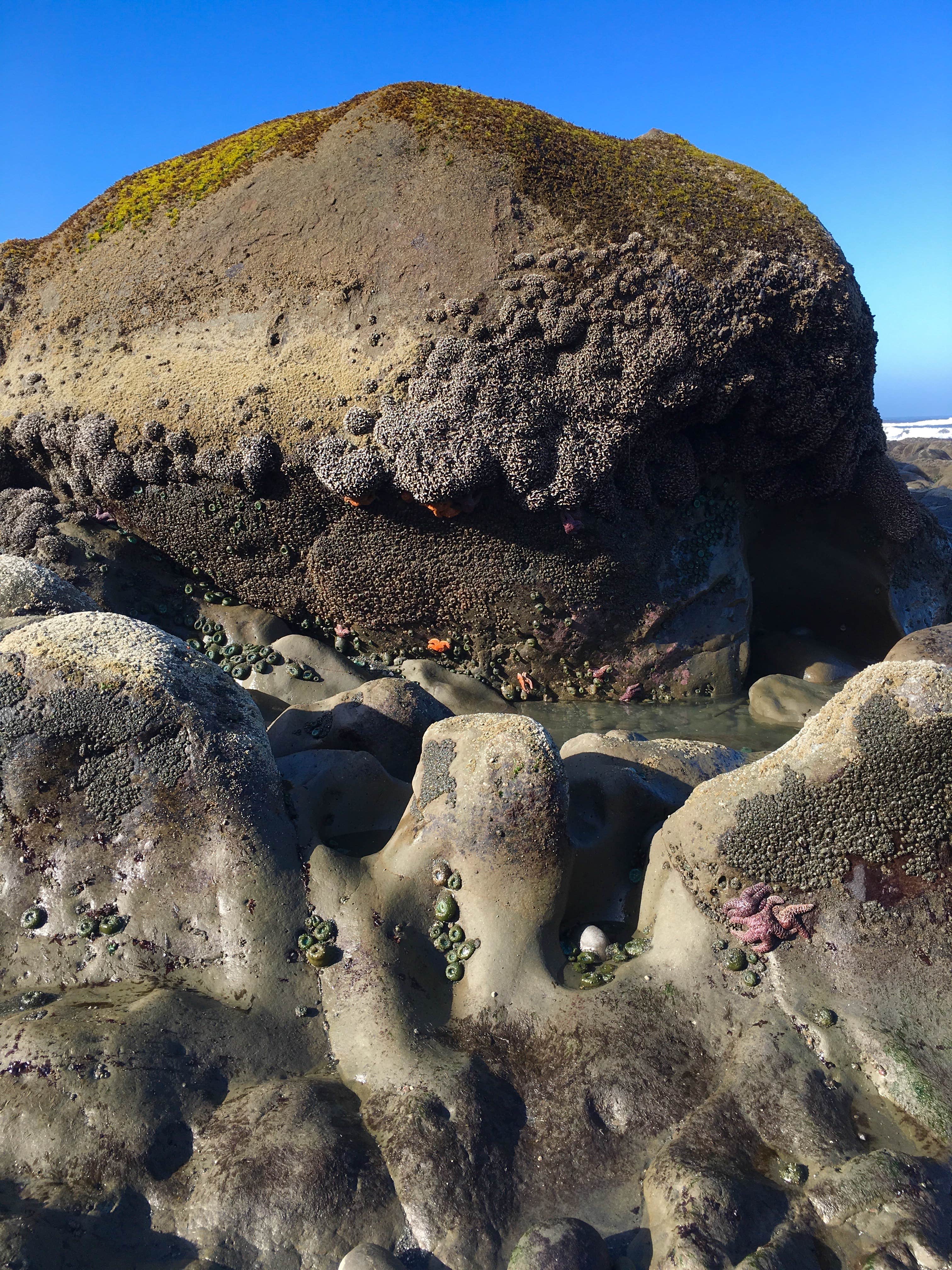 Kalaloch Campground | The Dyrt