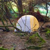 Review photo of Kalaloch Campground - group — Olympic National Park by Kelly G., August 26, 2021