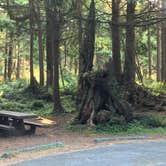 Review photo of Kalaloch Campground - group — Olympic National Park by Kelly G., August 26, 2021