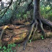 Review photo of Kalaloch Campground - group — Olympic National Park by Kelly G., August 26, 2021