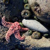 Review photo of Kalaloch Campground - group — Olympic National Park by Kelly G., August 26, 2021