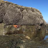 Review photo of Kalaloch Campground - group — Olympic National Park by Kelly G., August 26, 2021