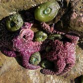 Review photo of Kalaloch Campground - group — Olympic National Park by Kelly G., August 26, 2021