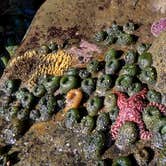 Review photo of Kalaloch Campground - group — Olympic National Park by Kelly G., August 26, 2021