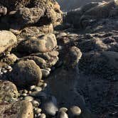 Review photo of Kalaloch Campground - group — Olympic National Park by Kelly G., August 26, 2021