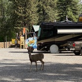 Review photo of Midtown Mountain Campground & RV Park by Milagros B., August 26, 2021