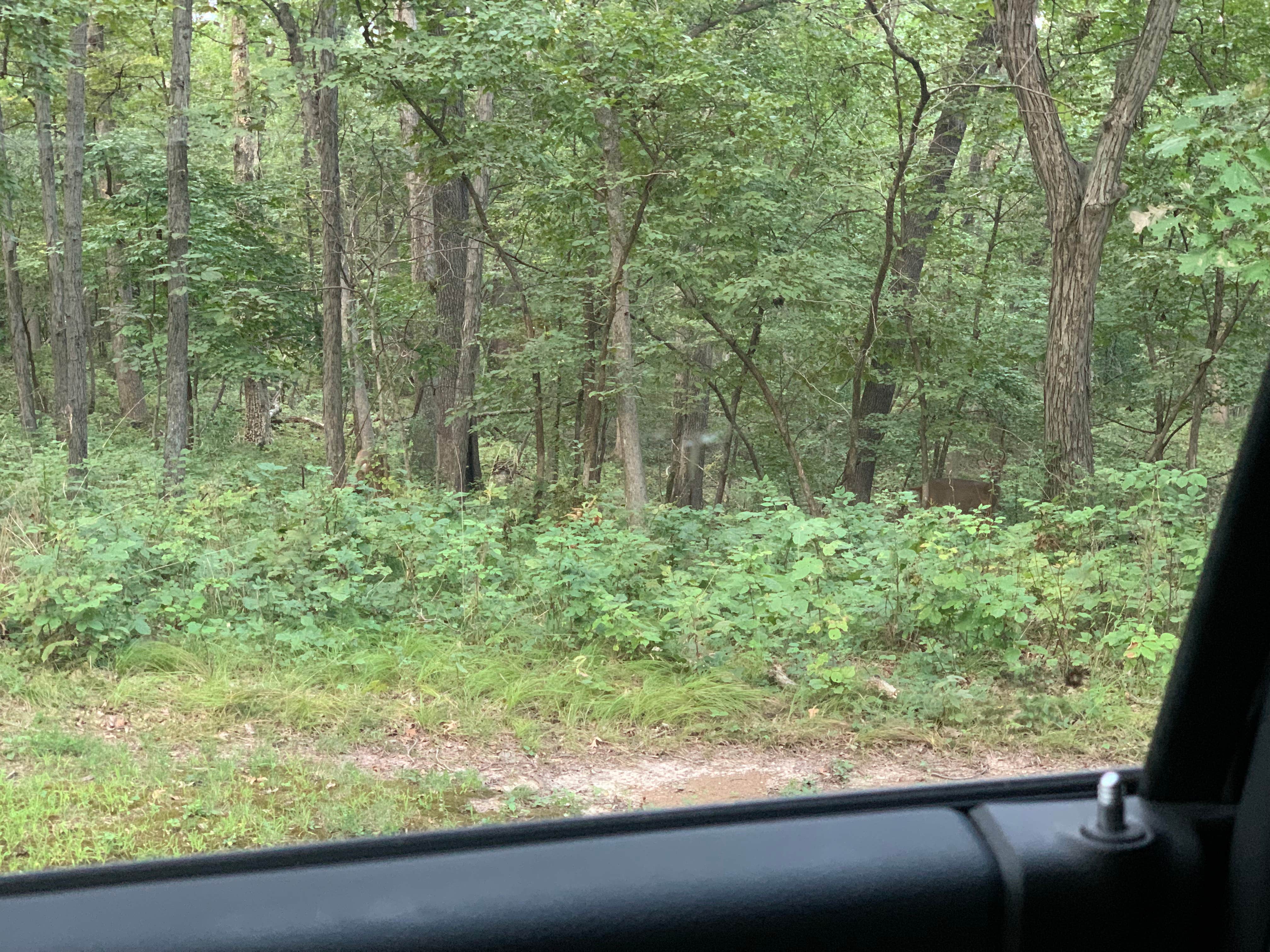 Camping near The Catfish Place Campground: Lacey Keosauqua State Park Campground, Keosauqua, Iowa