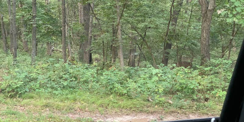 Camper submitted image from Lacey Keosauqua State Park Campground