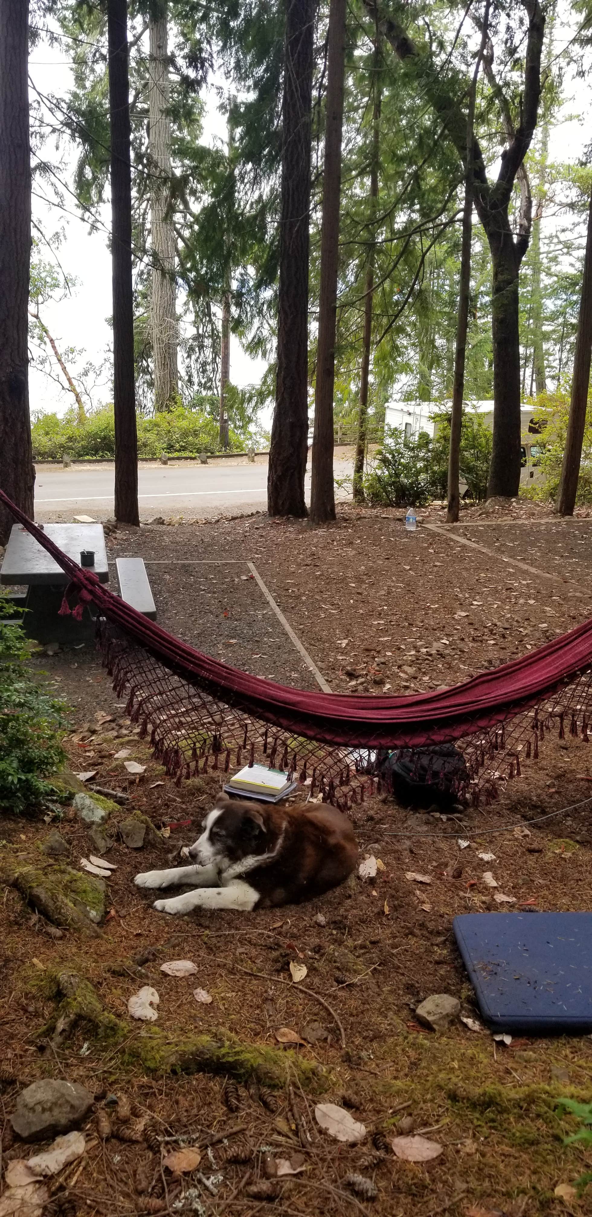 Leslie S.'s photo of camping with pets at Seal Rock Campground near Silverdale, WA