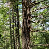 Review photo of Pawtuckaway State Park Campground by Ben J., August 26, 2021