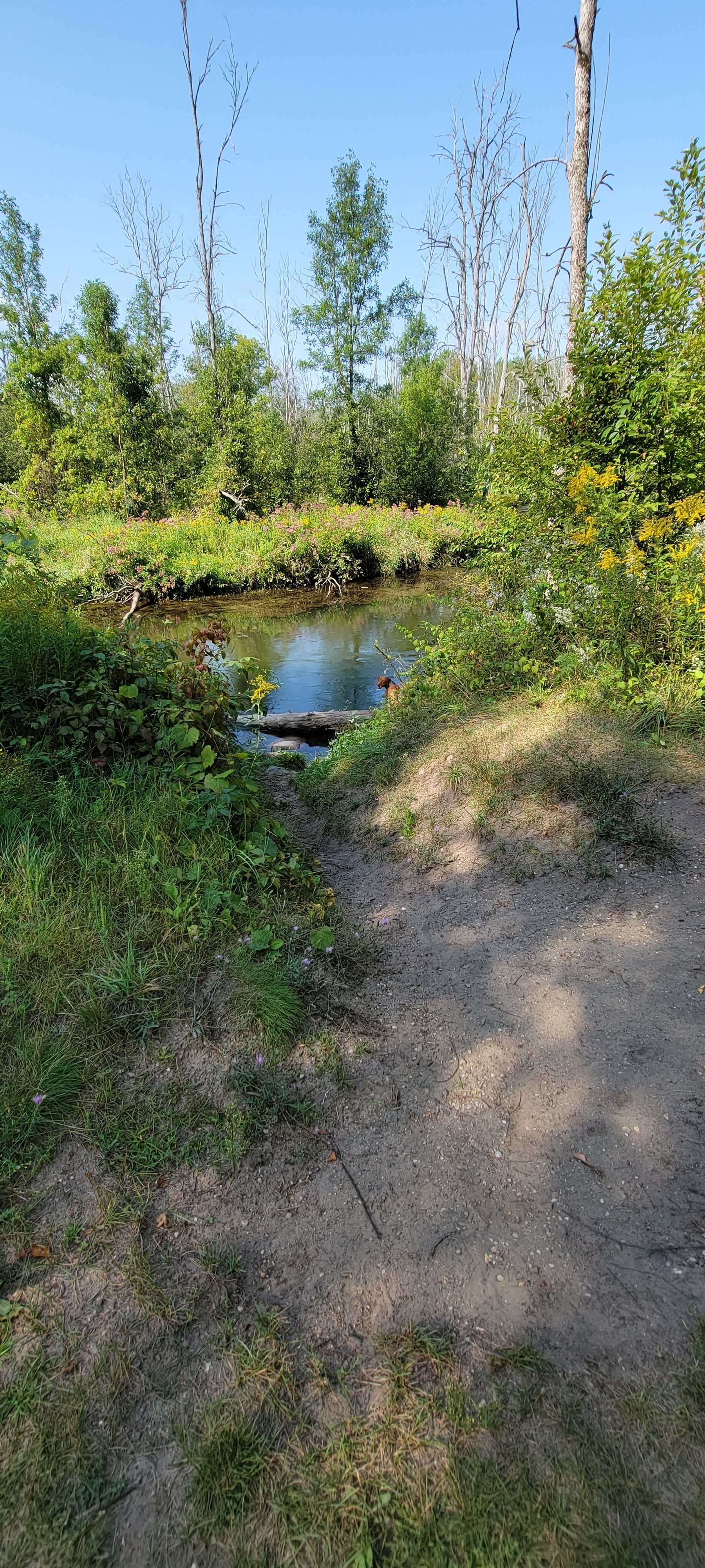 Camper submitted image from Spruce Rustic Campground — Rifle River Recreation Area - 5
