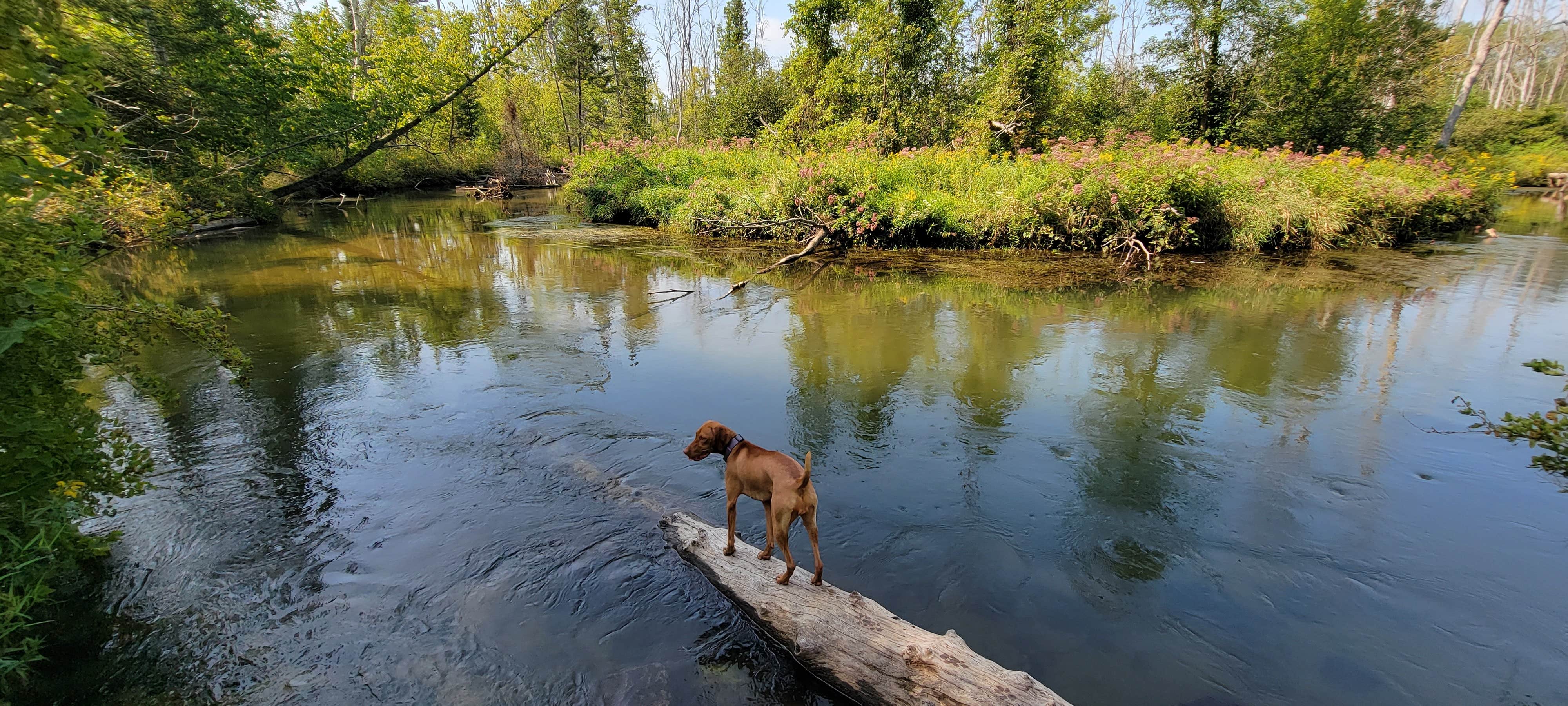 Jason N.'s photo of camping with pets at Spruce Rustic Campground — Rifle River Recreation Area near Glennie, MI
