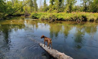 Jason N.'s photo of camping with pets at Spruce Rustic Campground — Rifle River Recreation Area near Glennie, MI