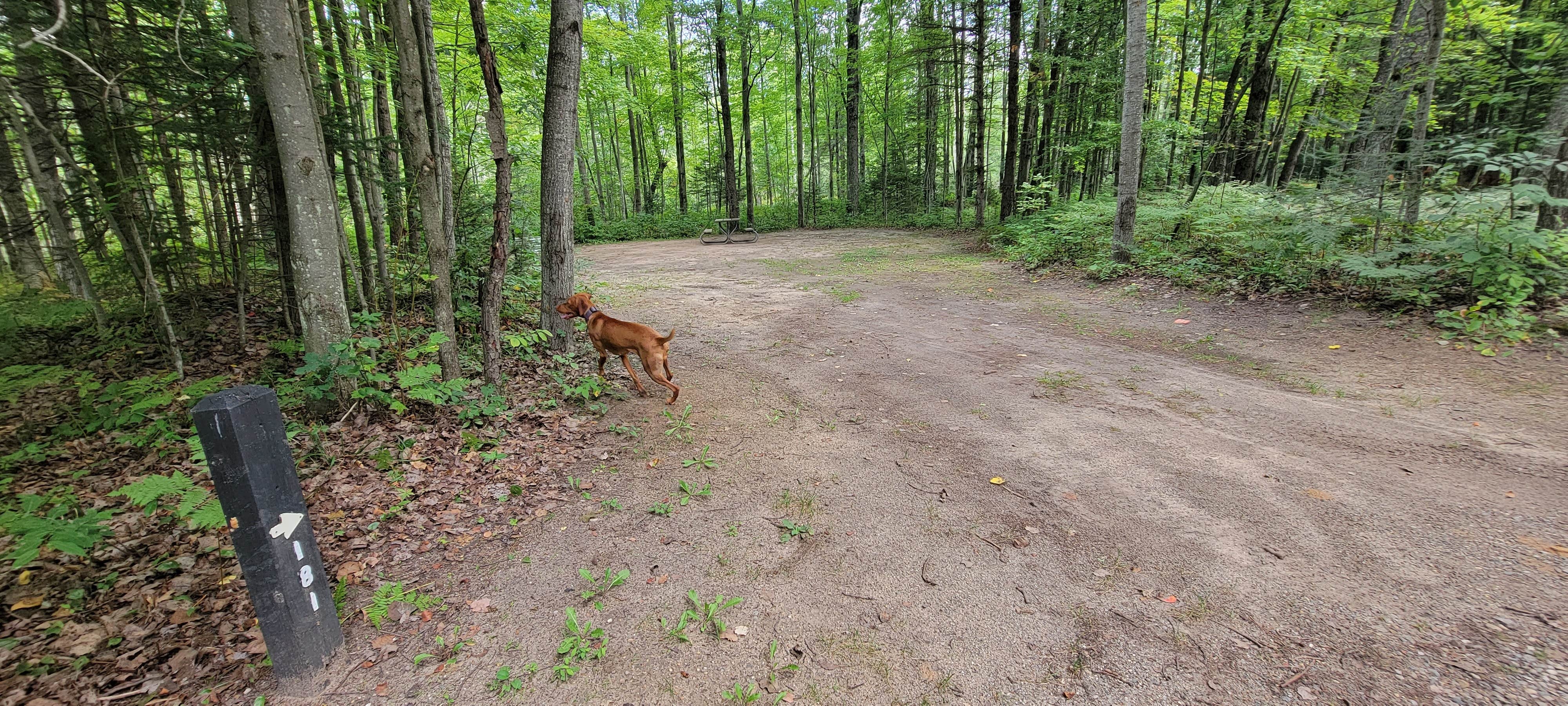 Jason N.'s photo of camping with pets at Spruce Rustic Campground — Rifle River Recreation Area near Glennie, MI