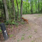 Review photo of Spruce Rustic Campground — Rifle River Recreation Area by Jason N., August 27, 2021