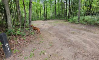 Jason N.'s photo of camping with pets at Spruce Rustic Campground — Rifle River Recreation Area near Oscoda, MI