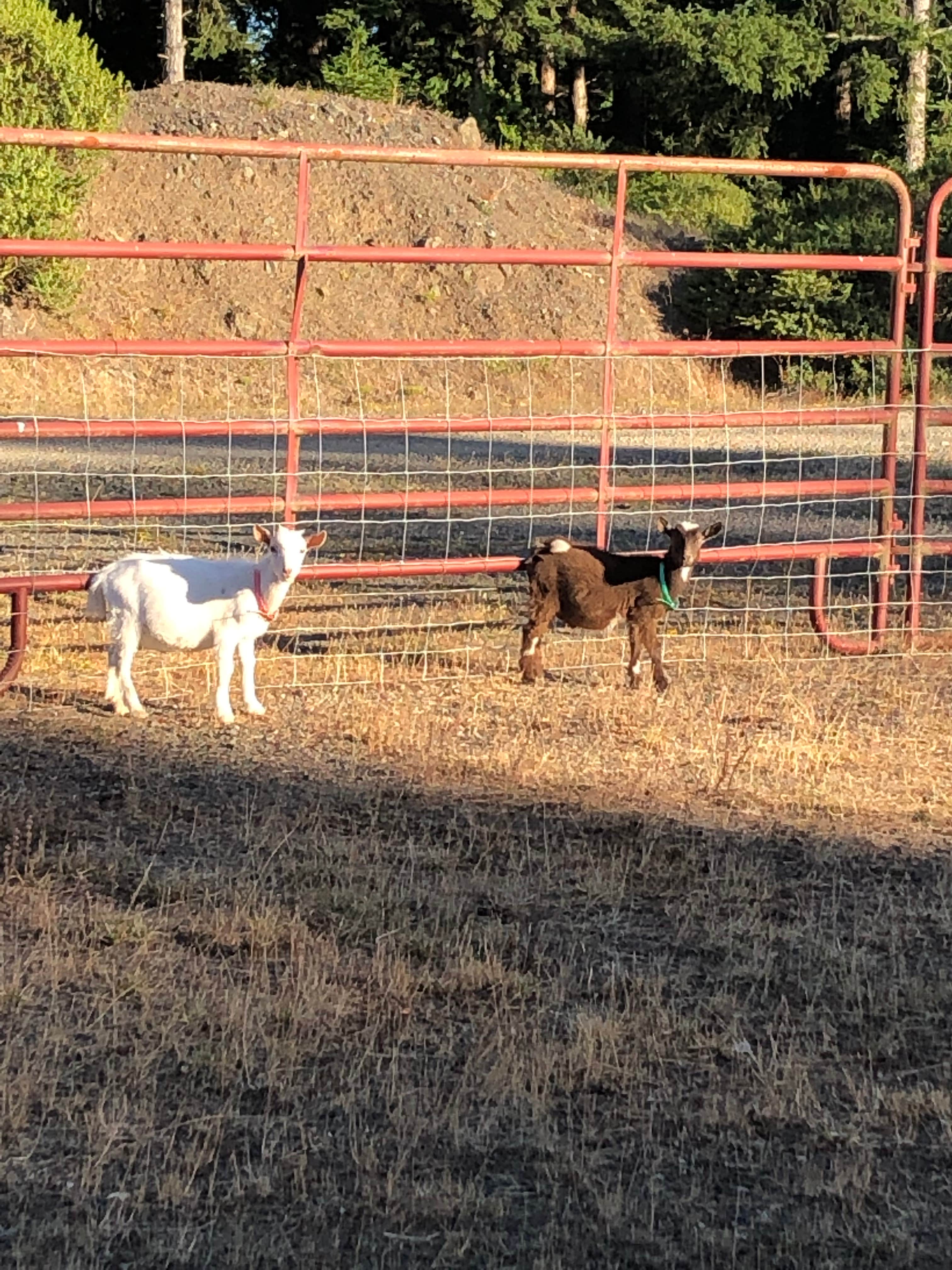 Camper-submitted photo at Dew Valley Ranch Nature Retreat near Bandon, OR